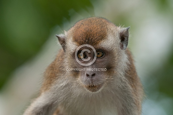 Long-tailed Macaque Long-tailed Macaque