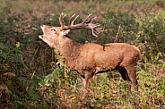 Red deer