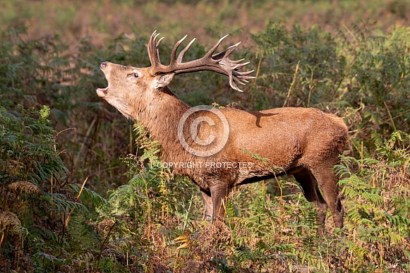Red deer