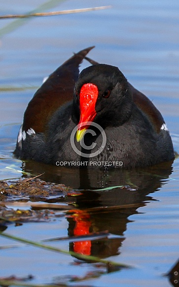 Moorhen Moorhen
