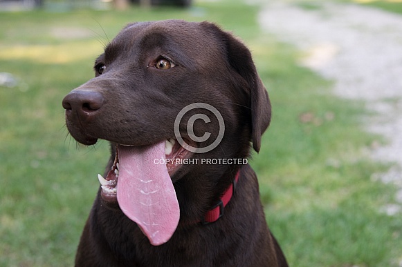Chocolate Labrador Chocolate Labrador