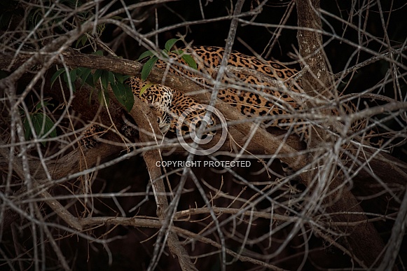 American jaguar in the nature habitat