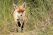 Young red fox cub in nature