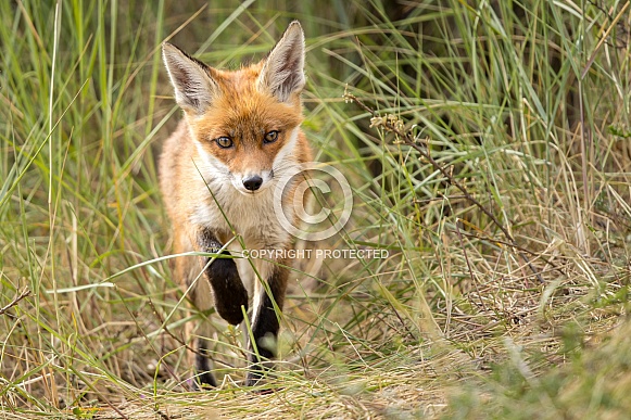 Young red fox cub in nature