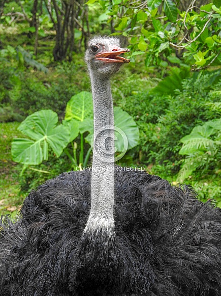 Ostrich