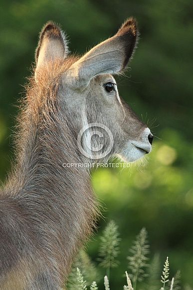 Waterbuck