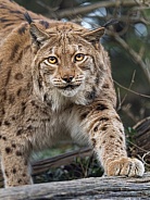 Lynx climbing