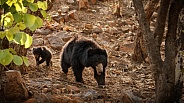 Sloth bear in the nature habitat.