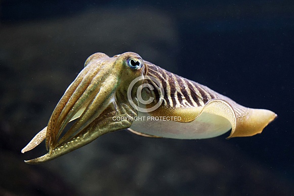 Common cuttlefish (Sepia officinalis)