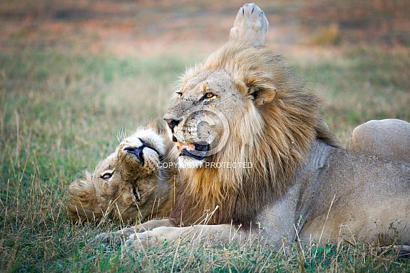 Goofy Lions