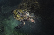 Green Sea Turtle (wild)