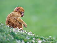 Young macaque sitting