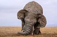 Bull elephant in musth