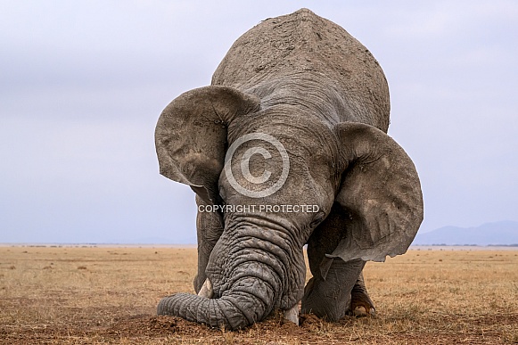 Bull elephant in musth