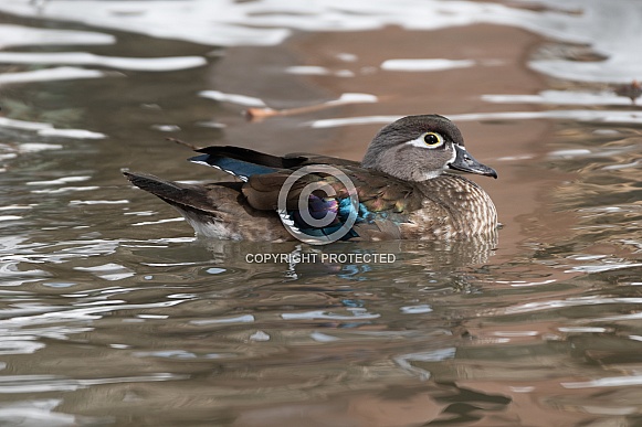 Wood Duck (female)