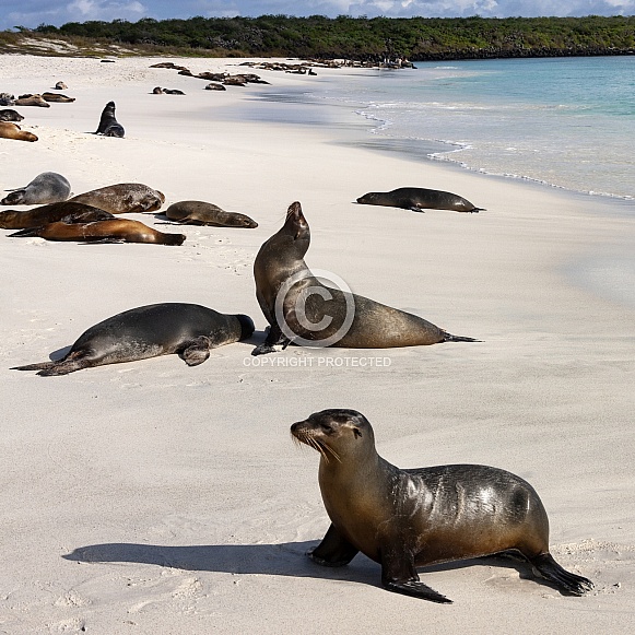 Galapagos Sea Lion - Galapagos Islands Galapagos Sea Lion - Galapagos Islands