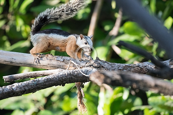 Wild Squirrel in Costa Rica