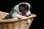 Border Collie pup
