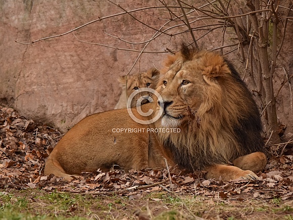 Lion Family