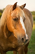 Sorrel Horse