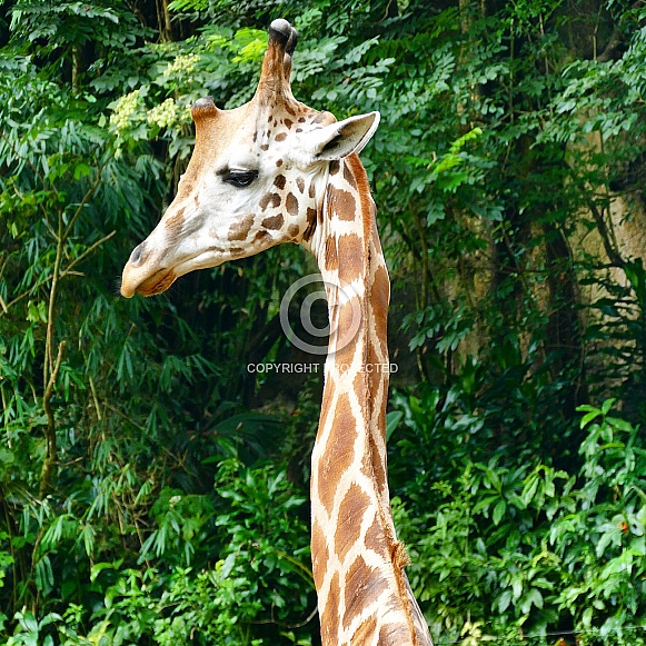 Giraffe