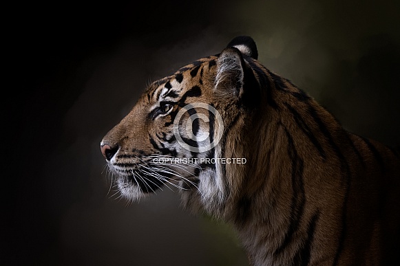 Indrah -- Sumatran tiger