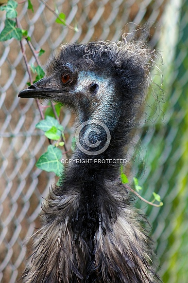 Emu