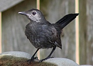 Gray Catbird