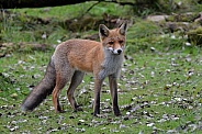 Fox
