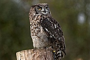 African Spotted Eagle Owl On Stump