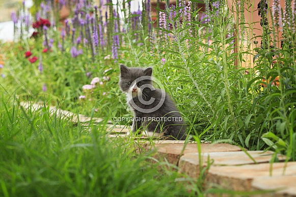 Kitten and Flowers Kitten and Flowers