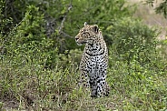 Leopard (Female)