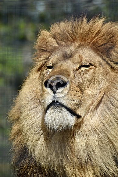 African Lion