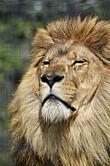 African Lion