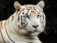 White Tiger Portrait