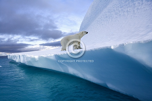 Polar Bear (Ursus maritimus) - Greenland