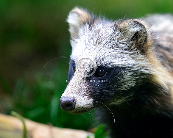 raccoon dog raccoon dog