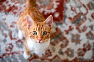Domestic Cat