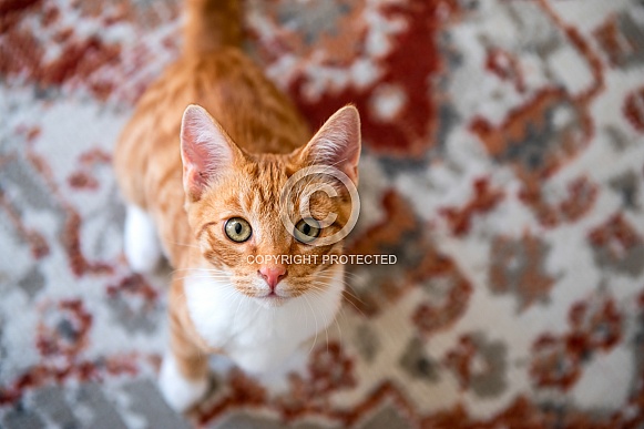 Domestic Cat