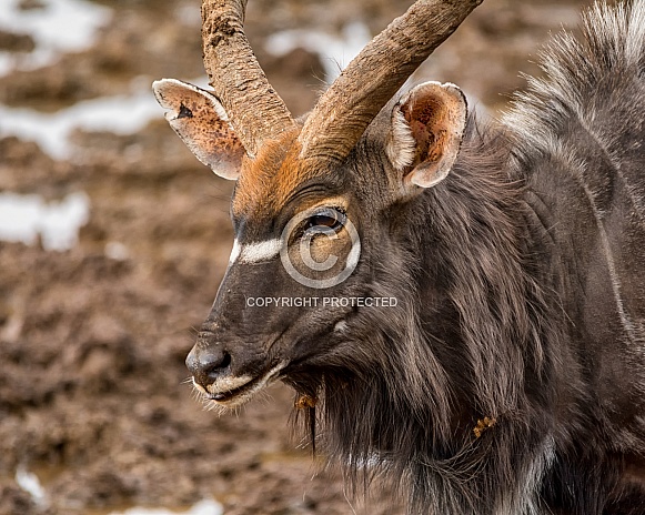 Nyala Bull