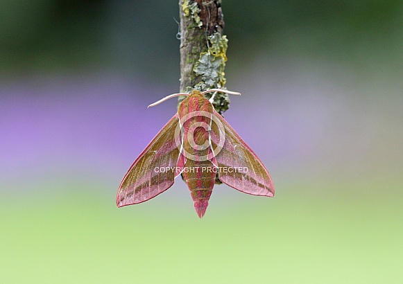 Elephant Hawkmoth