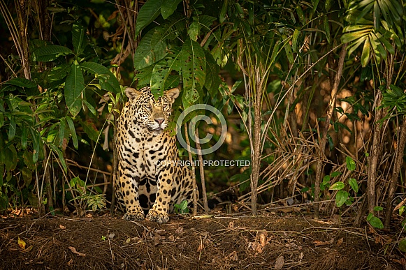 American jaguar in the nature habitat