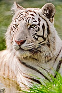 White Tiger