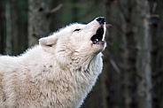 Howling Hudson Bay Wolf (Canis lupus hudsonicus)