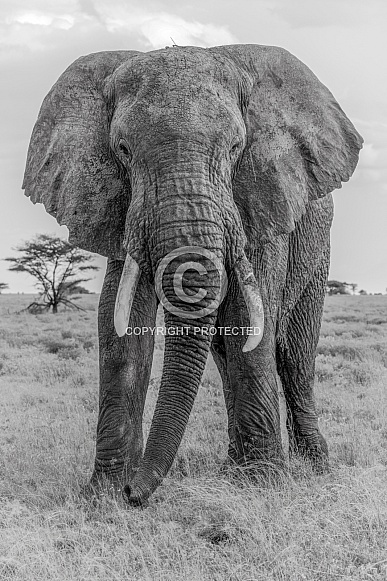 African Bush Elephant