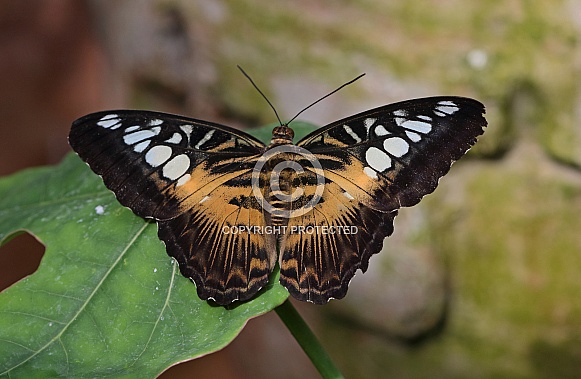 Clipper Butterfly Clipper Butterfly