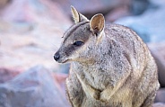 Rock Wallaby in Three-Quarter Profile