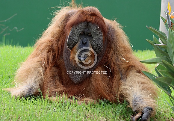 Orangutan