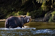 Brown Kodiak bear in the river in Alaska