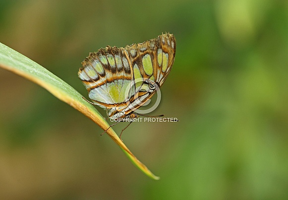 Malachite